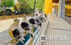 北京东方时尚驾校 报名价格、服务体验全解析